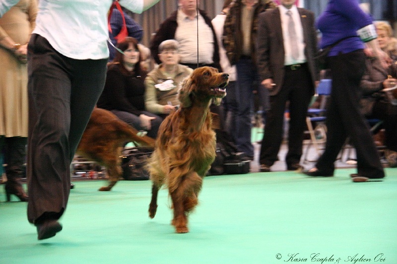 Crufts2011 899.jpg